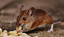24 Hour & Emergency Exterminators in Hannibal, OH